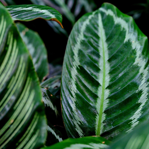 Calathea